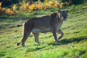 Woburn Safari Park, czyli egzotyczne zwierzęta na wyciągnięcie ręki w Wielkiej Brytanii!