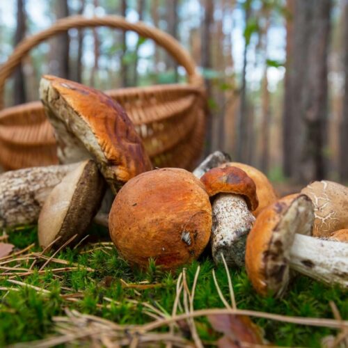 Grzybobranie w UK – czy zbieranie grzybów w Wielkiej Brytanii jest legalne? 🍄