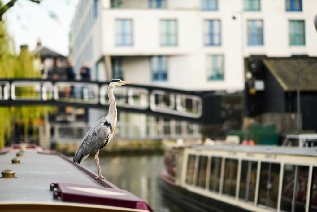 Kanał w Camden Town