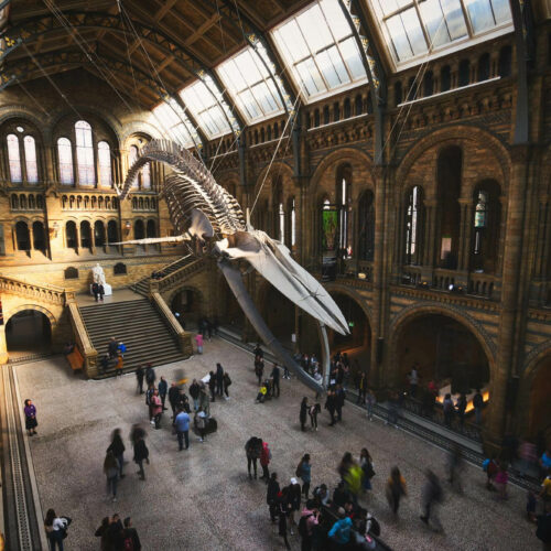 Muzeum Historii Naturalnej w Londynie