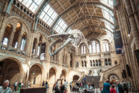 Szkielet w Muzeum Historii Naturalnej w UK