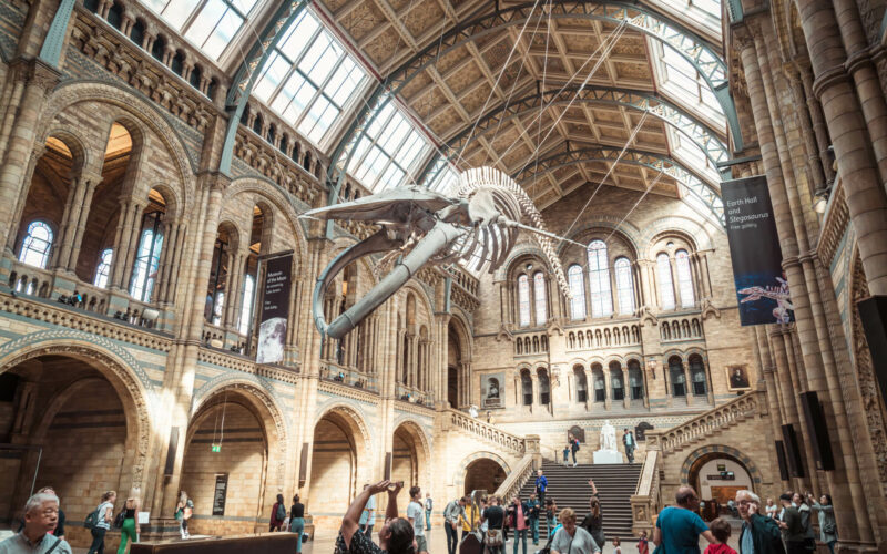 Szkielet w Muzeum Historii Naturalnej w UK